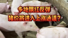 11月3日生猪价格：涨幅扩大、多地飘红反弹，猪价将逆势转入上涨通道？