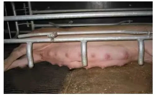  乳头排列整齐均匀
