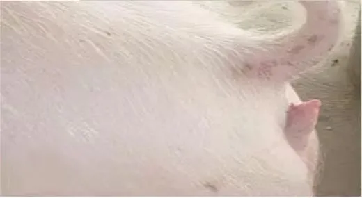  阴户尖端上翘