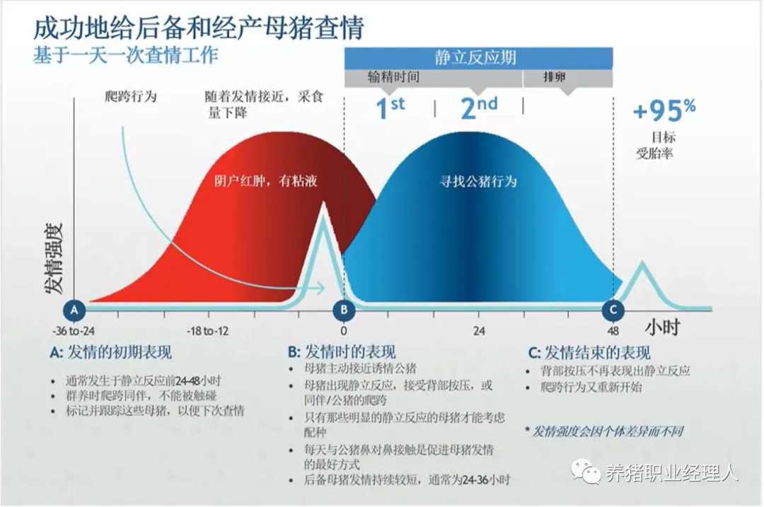 母猪查情