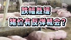 11月9日生猪价格：养殖户扛价惜售情绪增强，多地跌幅趋缓，猪价还有反弹上涨的机会吗？