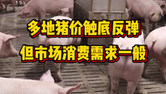 11月10日生猪价格：多地猪价有小幅反弹，但市场端承接一般，养殖端出栏仍有压力！