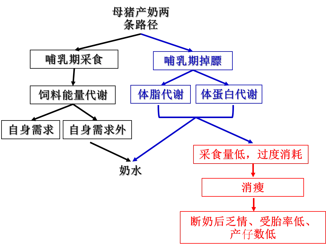 哺乳母猪采食量不足的影响