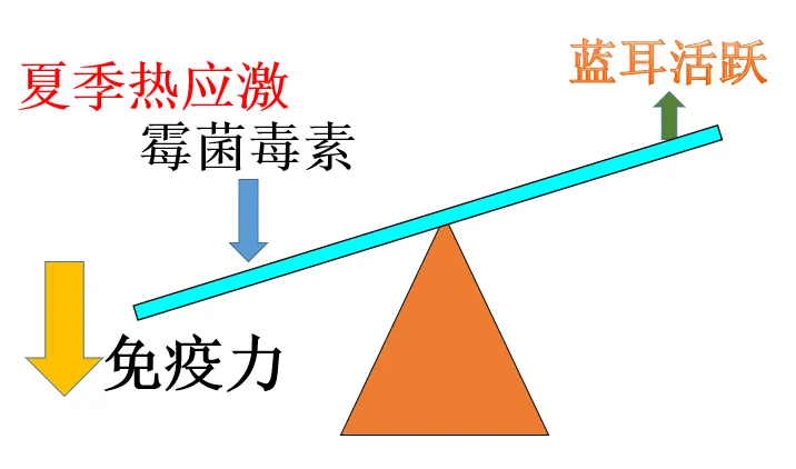 夏季热应激和霉菌毒素激发猪群猪蓝耳病活跃