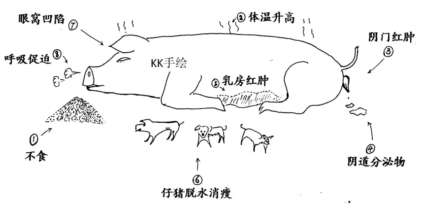 母猪产后三联综合症症状概述