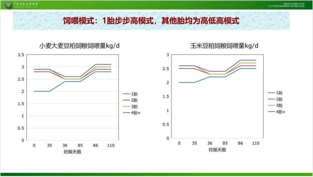 母猪饲喂模式