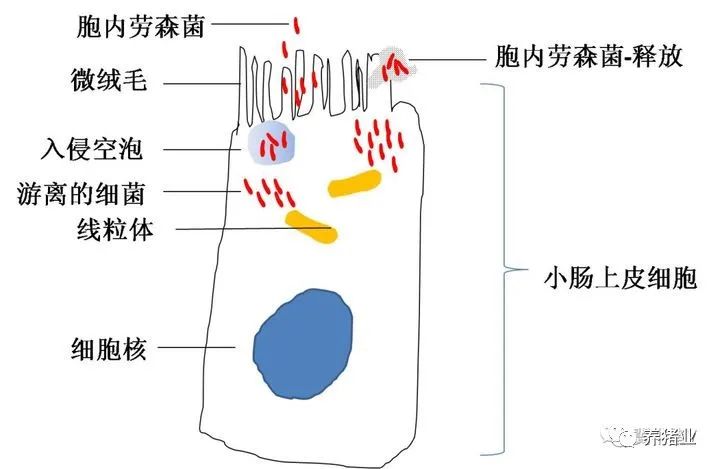 猪回肠炎该如何防控？这些细节要知道