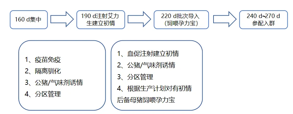  当前后备母猪入群方式