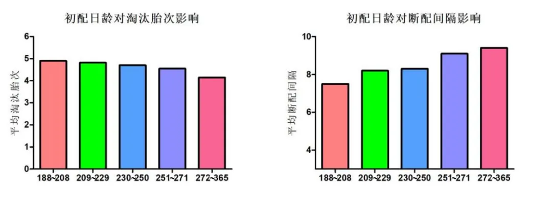 初配日龄对淘汰胎次和断配间隔影响