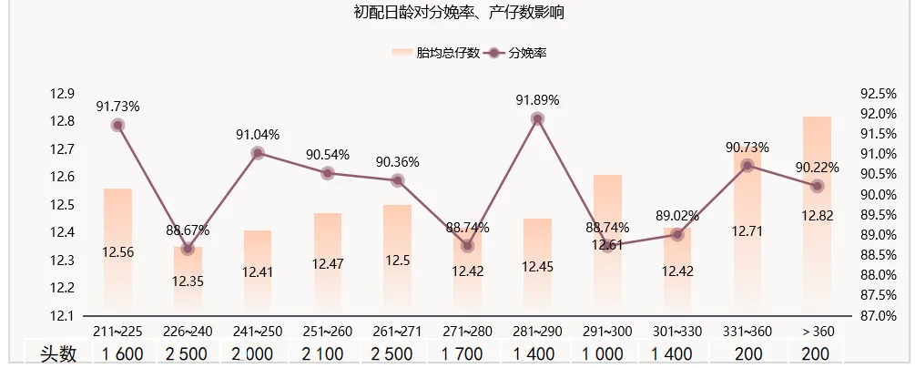 后备母猪初配日龄对头胎产仔数及分娩率影响