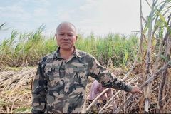广西限定“蔗王”争霸赛，牧原与农户共庆丰收