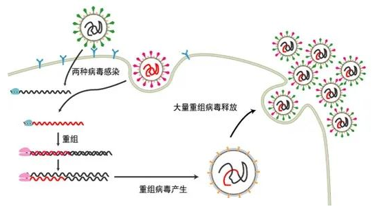 PPRSV重组示意图