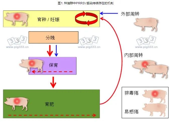 种猪群中PRRSV感染持续存在的机制