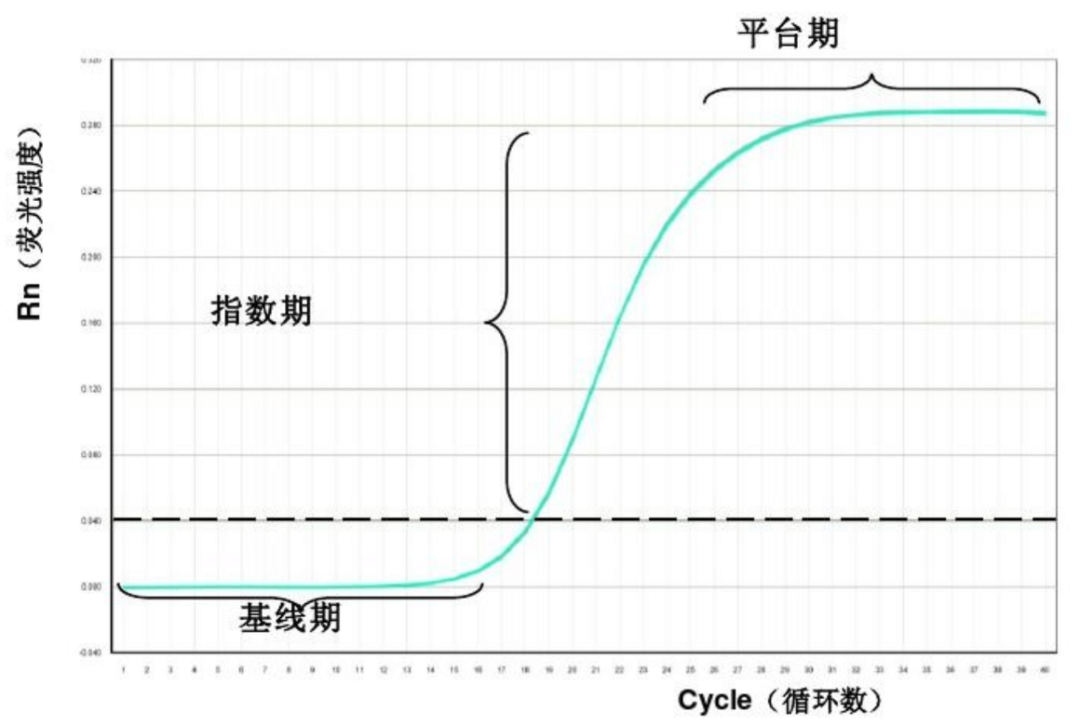 Q-PCR反应过程的3个阶段