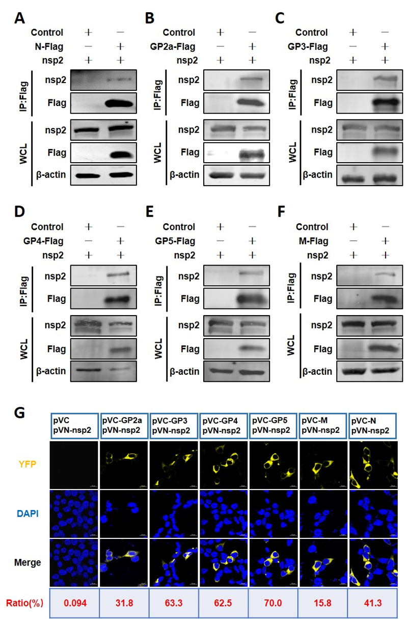 nsp2与N 蛋白、病毒膜蛋白存在相互作用