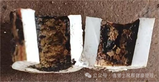 不同材质管道中的生物膜