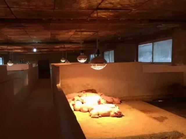 猪舍保温