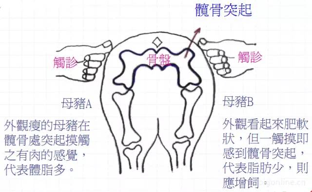 由髋股突起处所覆之脂肪判断体脂量