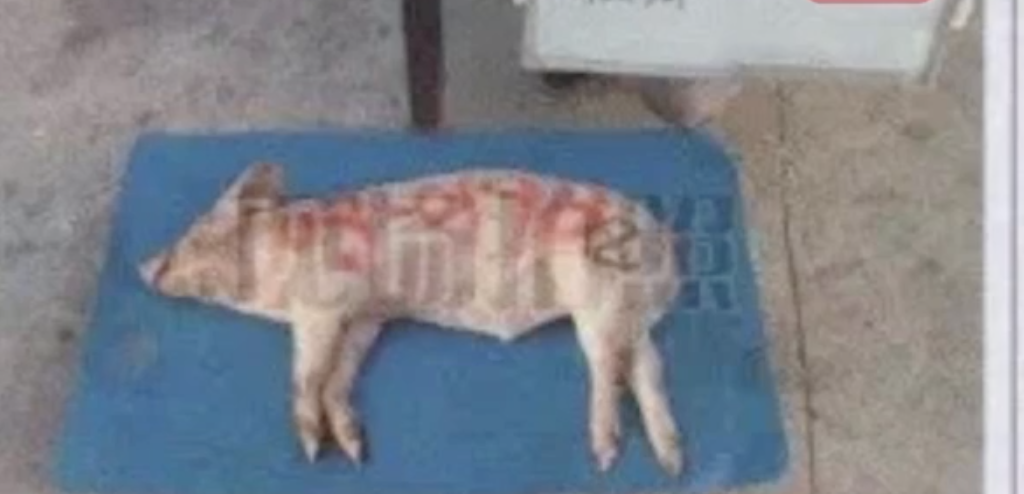 死猪