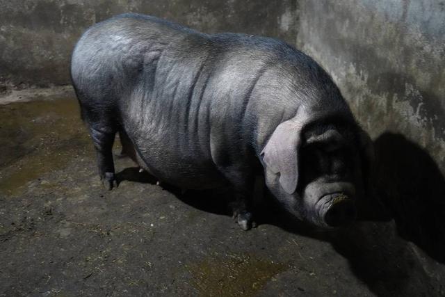 魏卓清目前饲养的伍隍猪