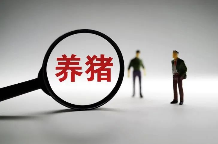 养猪