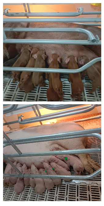 母猪和仔猪