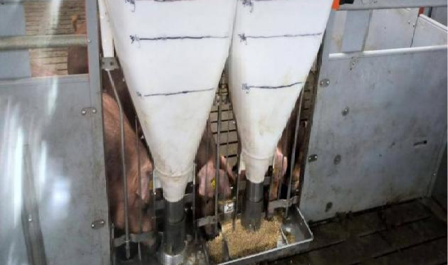 普通大栏限饲操作及漏粪板缝隙填补