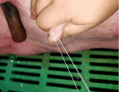 母猪乳腺构造及双输乳导管