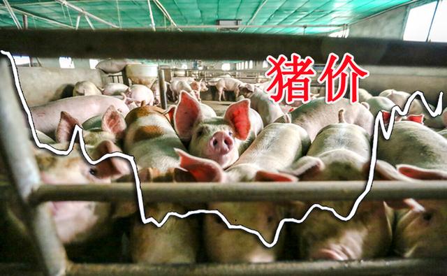 供需双增，养殖端出栏“踩踏”，猪价下跌“拦不住”！