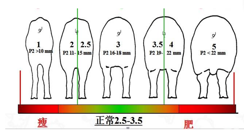 （0-5）分母猪膘情评估法