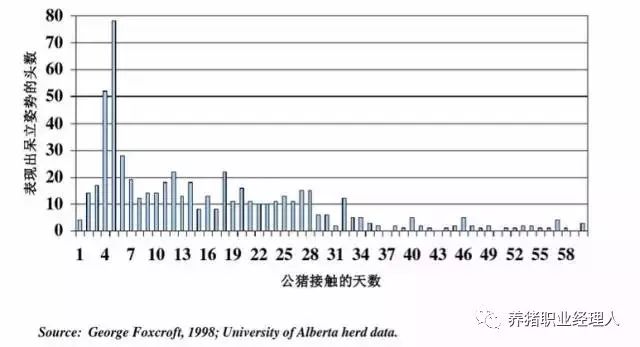 后备母猪繁殖管理的12个要点（值得收藏）