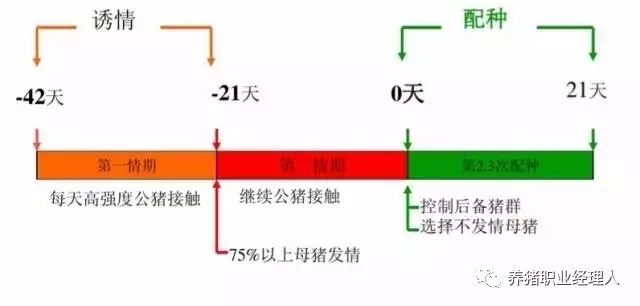 后备母猪繁殖管理的12个要点（值得收藏）