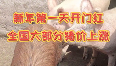 1月1日生猪价格：春节最后一波浪潮？新年第一天全国猪价开门红！