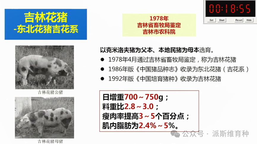 东北优质黑猪培育与南养发展态势