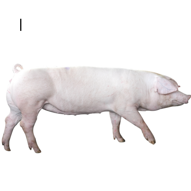 长白猪
