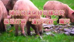 1月4日生猪价格：猪价持续保持上涨态势，这次上涨能否持续到春节之后？打破“逢节必跌”的魔咒？