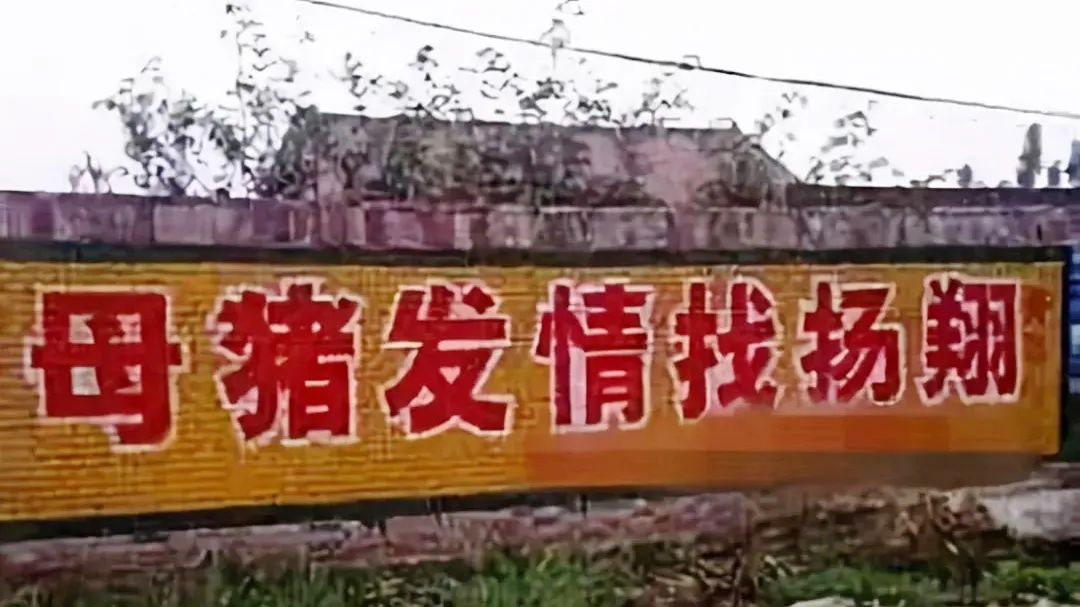母猪发情找扬翔！你养的母猪发情了，还找扬翔么？