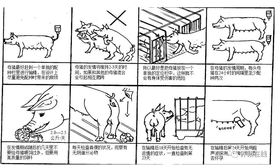 初学者应该如何给母猪配种？详细图解来了