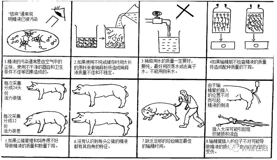 初学者应该如何给母猪配种？详细图解来了