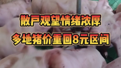 1月5日生猪价格：多地重回8元，养殖端认卖不积极，预计近期猪价稳中调整为主！