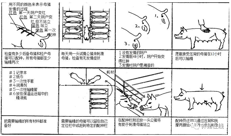 初学者应该如何给母猪配种？详细图解来了