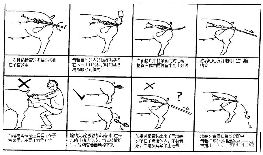 初学者应该如何给母猪配种？详细图解来了