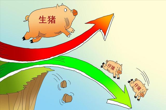 生猪行情