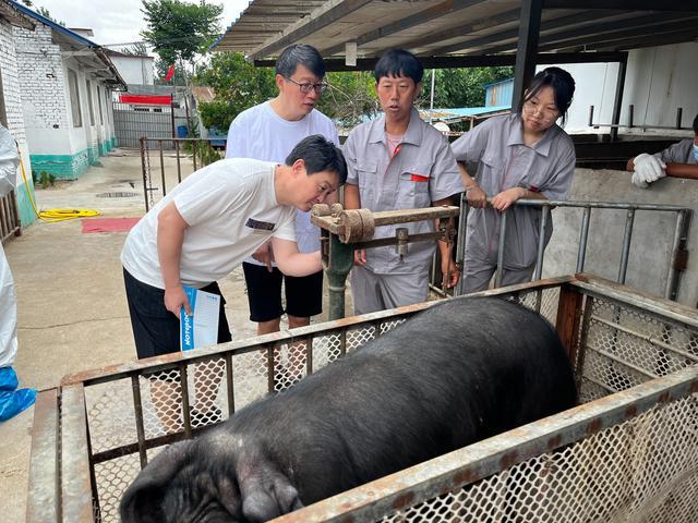 有关部门领导专家现场考察项城猪性能情况