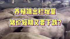 1月7日生猪价格：出栏增多，但消费端缺乏利好，短期生猪供应或有较大压力！