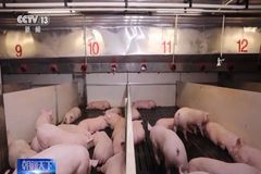 央视新闻走进牧原｜小猪上楼 变废为“宝” 智能养殖助力农业高效发展