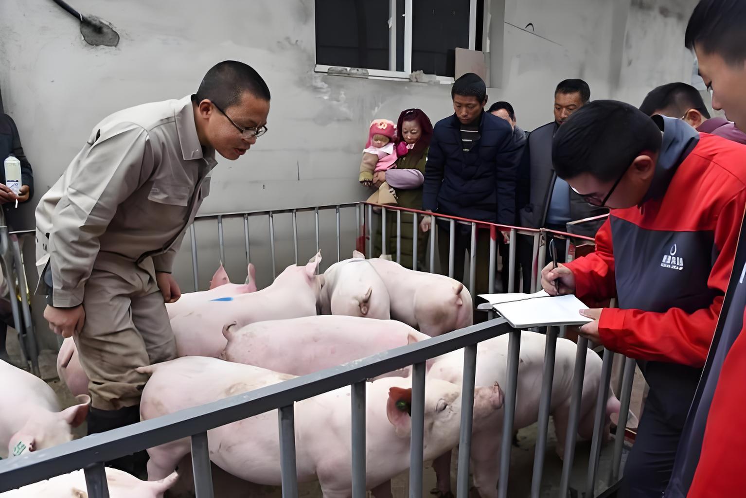 1月12日生猪价格：涨跌拉扯！猪价反复“变脸”，节前仍有变数？