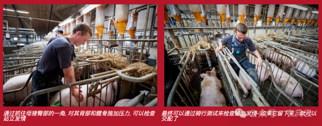 母猪饲养