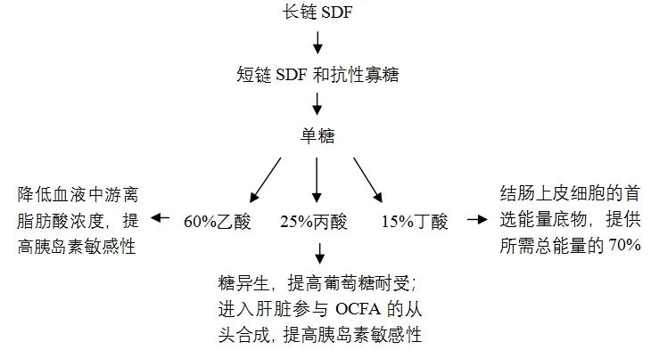 SCFA的产生过程及其生理作用