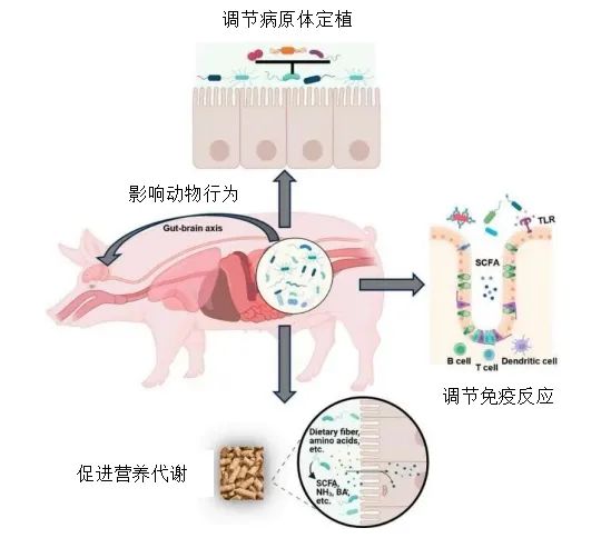 肠道微生物群在猪营养、健康和行为中的作用